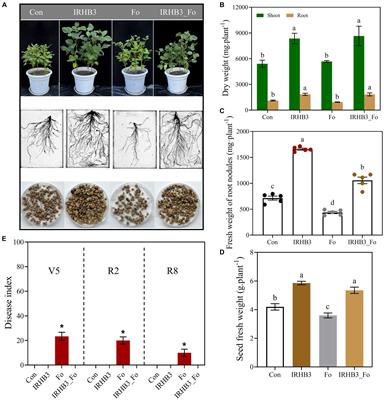 Pseudomonas chlororaphis IRHB3 assemblies beneficial microbes and activates JA-mediated resistance to promote nutrient utilization and inhibit pathogen attack